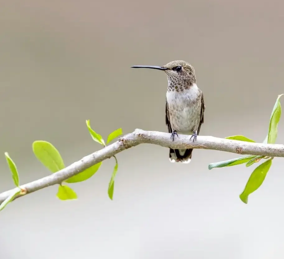 reference-bird