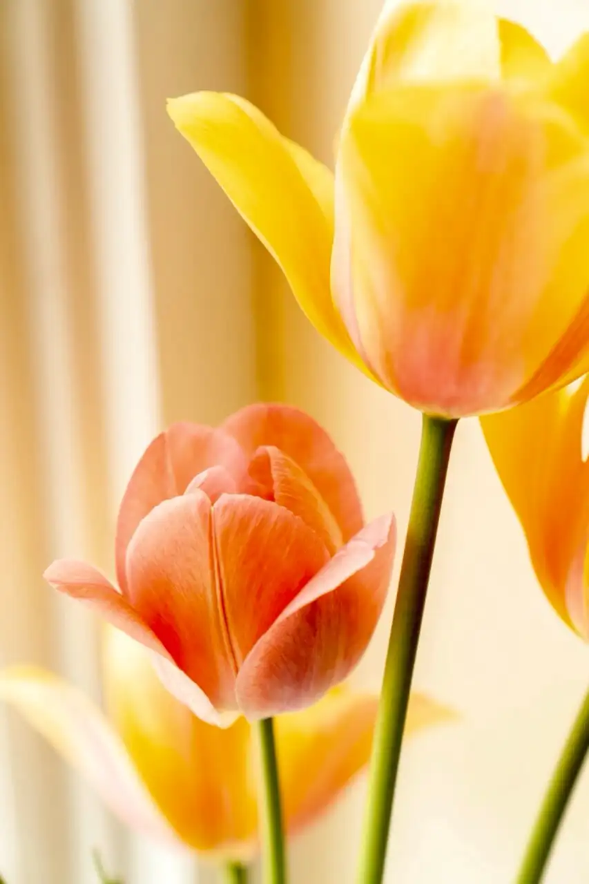 reference-tulips
